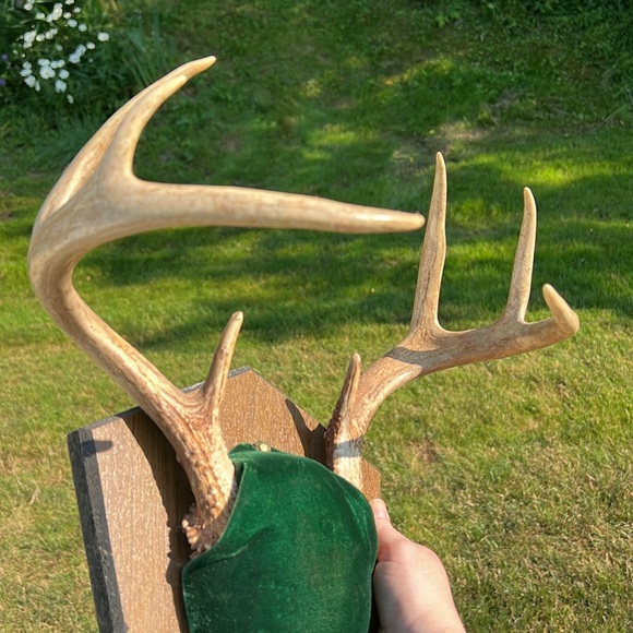 Vintage 8 Point Whitetail Deer Buck Antlers Green Velvet Wall Mount Plaque - Picture 4 of 12
